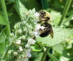 Bombus bimaculatus