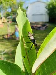Arilus cristatus