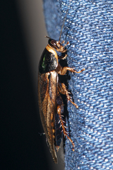 Pycnoscelus indicus