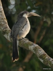 Ocyceros gingalensis