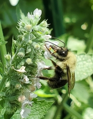 Bombus bimaculatus