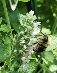 Bombus bimaculatus