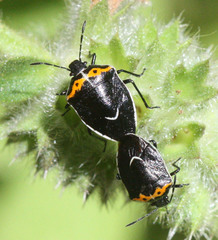 Cosmopepla conspicillaris