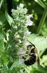 Bombus bimaculatus