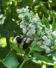 Bombus bimaculatus