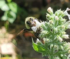 Bombus bimaculatus