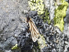 Setina aurita