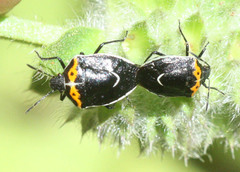 Cosmopepla conspicillaris