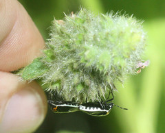 Cosmopepla conspicillaris