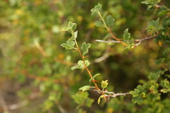 Ribes divaricatum
