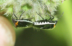 Cosmopepla conspicillaris