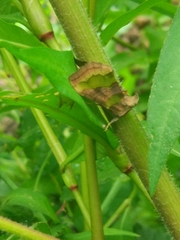 Diachrysia chrysitis