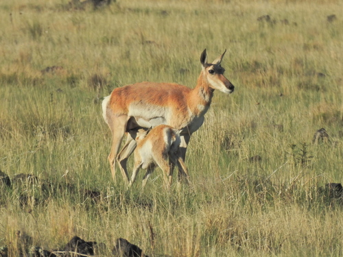 Pronghorn photographed in New Mexico
