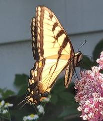 Papilio canadensis × glaucus