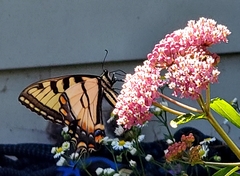 Papilio canadensis × glaucus