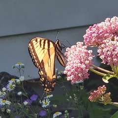 Papilio canadensis × glaucus