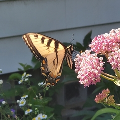 Papilio canadensis × glaucus