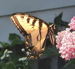 Papilio canadensis × glaucus
