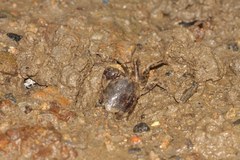 Pseudohelice subquadrata