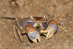 Chasmagnathus convexus