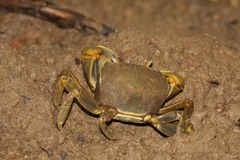 Chasmagnathus convexus