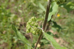 Asclepias tomentosa