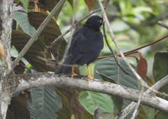 Turdus leucops