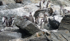 Spheniscus humboldti