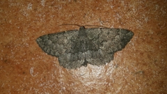 Gnophos furvata