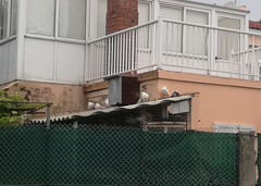 Columba livia domestica