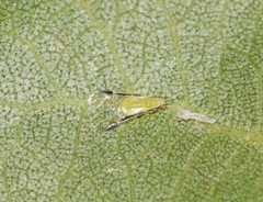 Monellia caryella