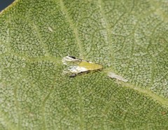 Monellia caryella