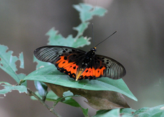 Pseudacraea boisduvalii boisduvalii