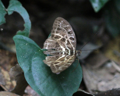 Catuna oberthueri
