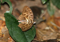 Catuna oberthueri