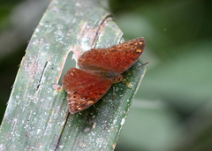 Bebearia cocalia cocalia