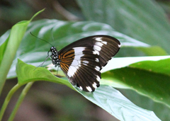 Papilio cyproeofila