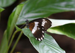 Papilio cyproeofila