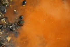 Noctiluca scintillans