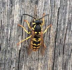 Vespula
