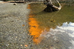 Noctiluca scintillans