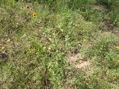 Asclepias tomentosa