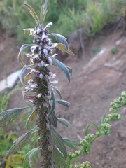 Leonurus quinquelobatus