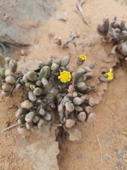 Crassothonna clavifolia