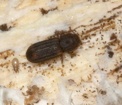Paha laticollis