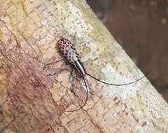 Macrochenus isabellinus