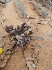 Crassothonna clavifolia