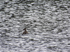 Anas platyrhynchos