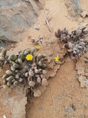 Crassothonna clavifolia