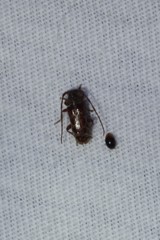 Eupogonius tomentosus